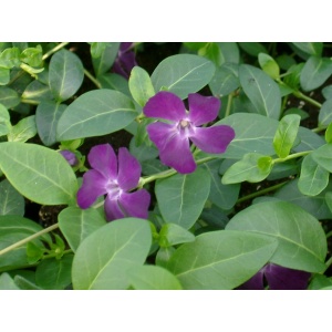 Vintergrøn lilla (Vinca minor 'Rubin')