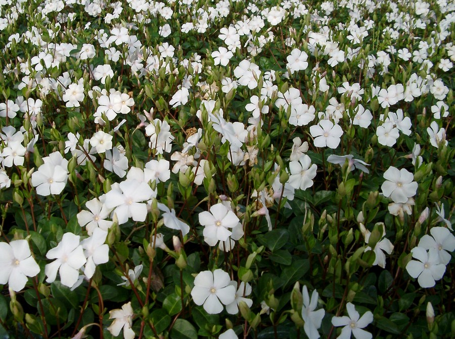 Vintergrøn, Hvid vintergrøn (Vinca minor 'Alba') - Image 2