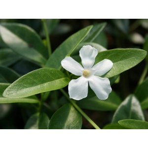 Vintergrøn, Hvid vintergrøn (Vinca minor 'Alba')
