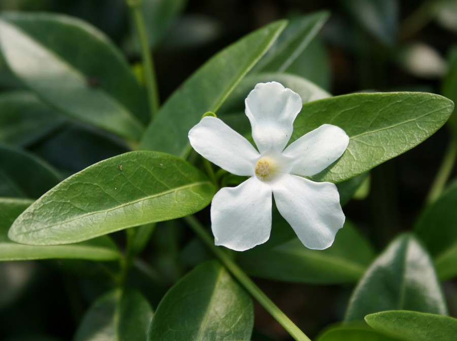 Vintergrøn, Hvid vintergrøn (Vinca minor 'Alba')
