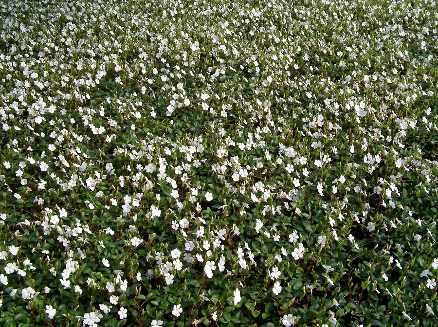 Vintergrøn, Hvid vintergrøn (Vinca minor 'Alba') - Image 4