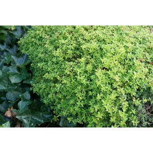 Timian, Citron-timian (Thymus citriodorus 'Aureus')