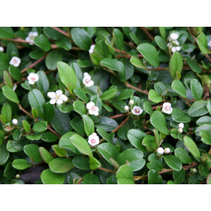 Dværgmispel krybende (Cotoneaster 'Rami')
