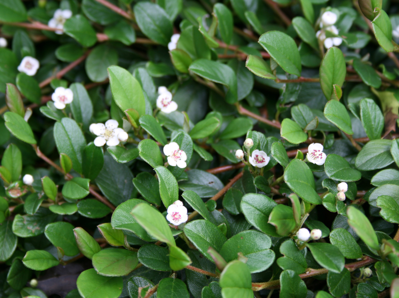 Dværgmispel krybende (Cotoneaster 'Rami')