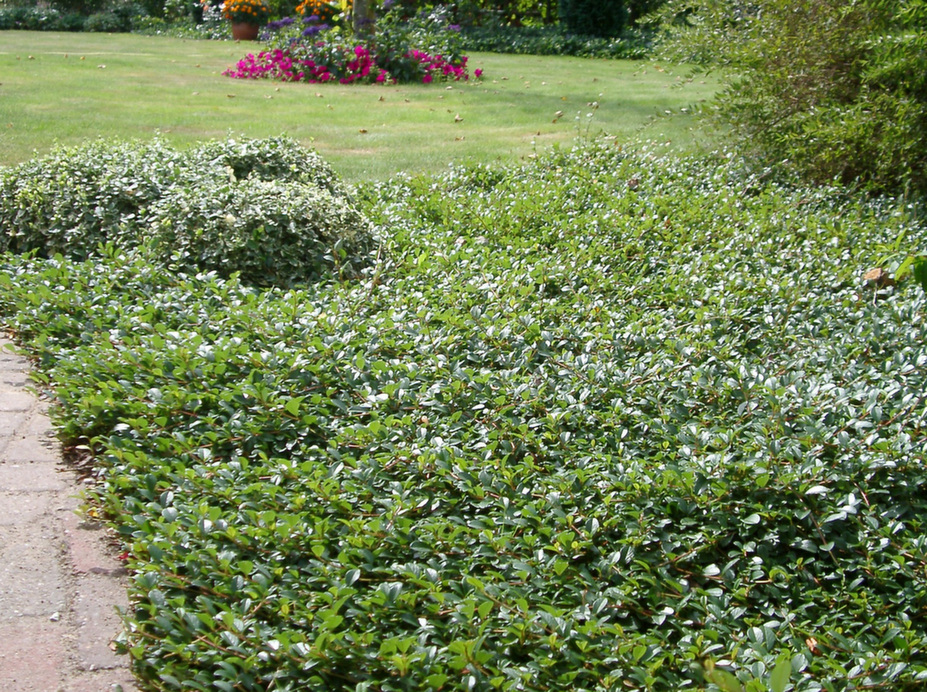 Dværgmispel krybende (Cotoneaster 'Rami') - Image 2