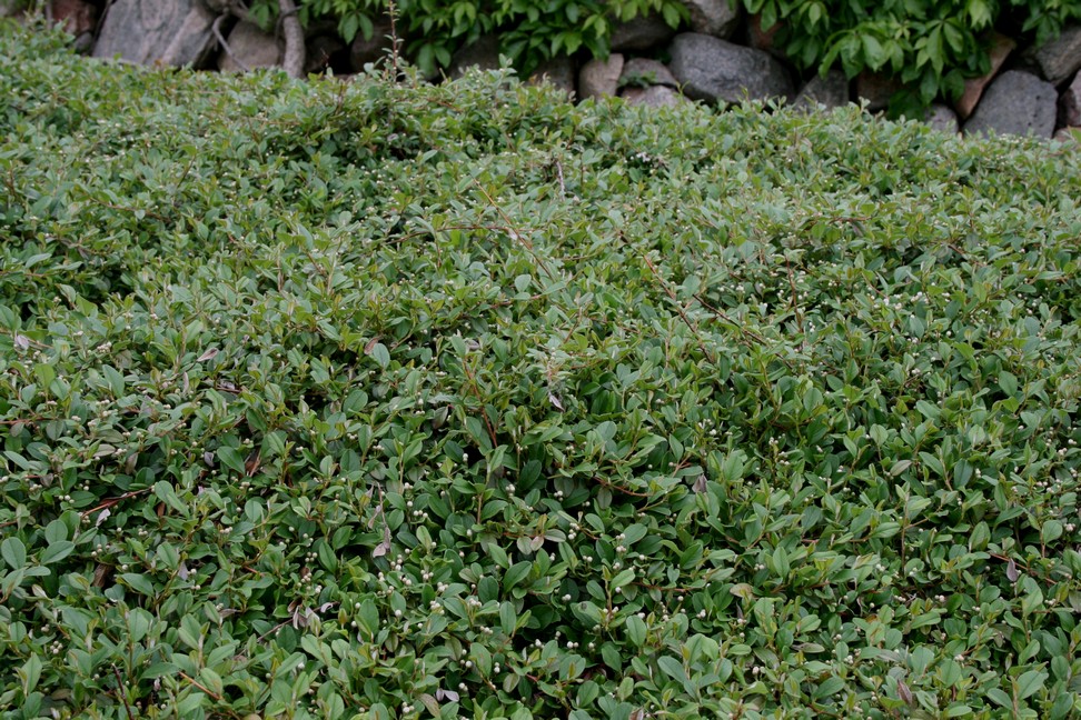Dværgmispel krybende (Cotoneaster 'Rami') - Image 3