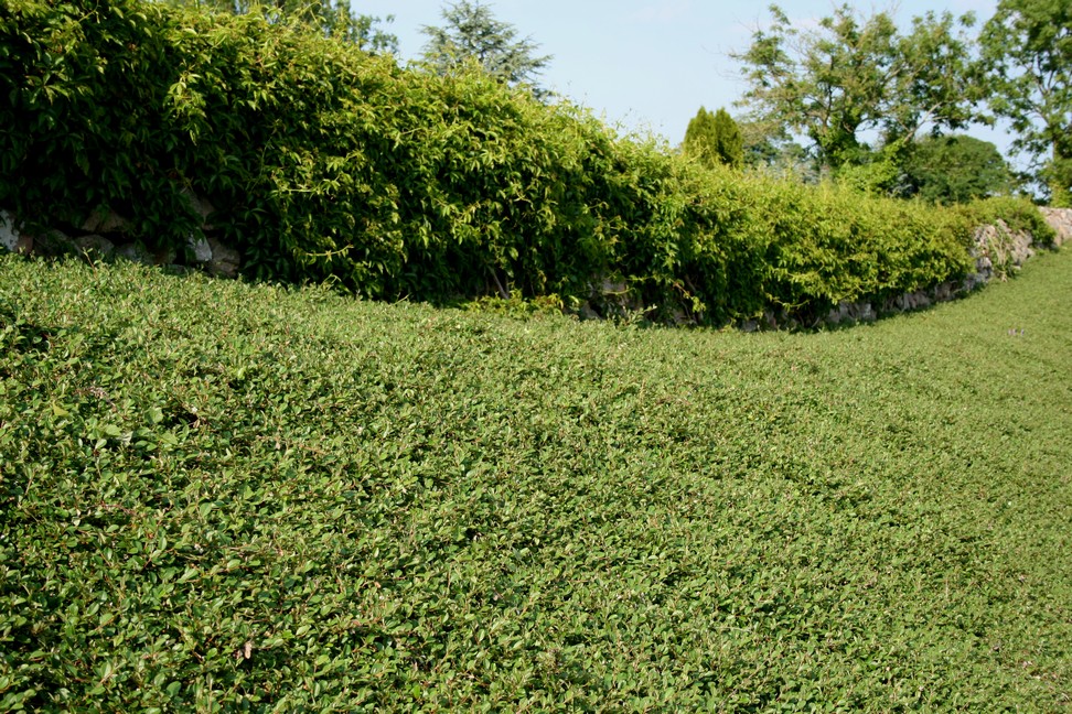 Dværgmispel krybende (Cotoneaster 'Rami') - Image 4