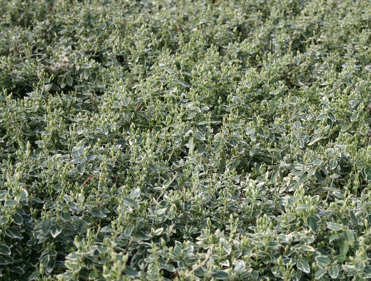Krybende benved (Euonymus 'Emerald Gaity') - Image 4