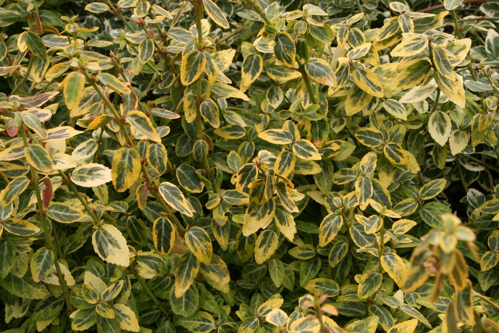 Krybende benved (Euonymus 'Emerald Gold') - Image 3