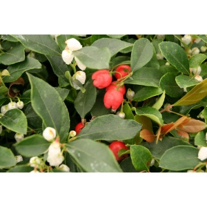 Krybende bjergte (Gaultheria procumbens 'Red Baron')