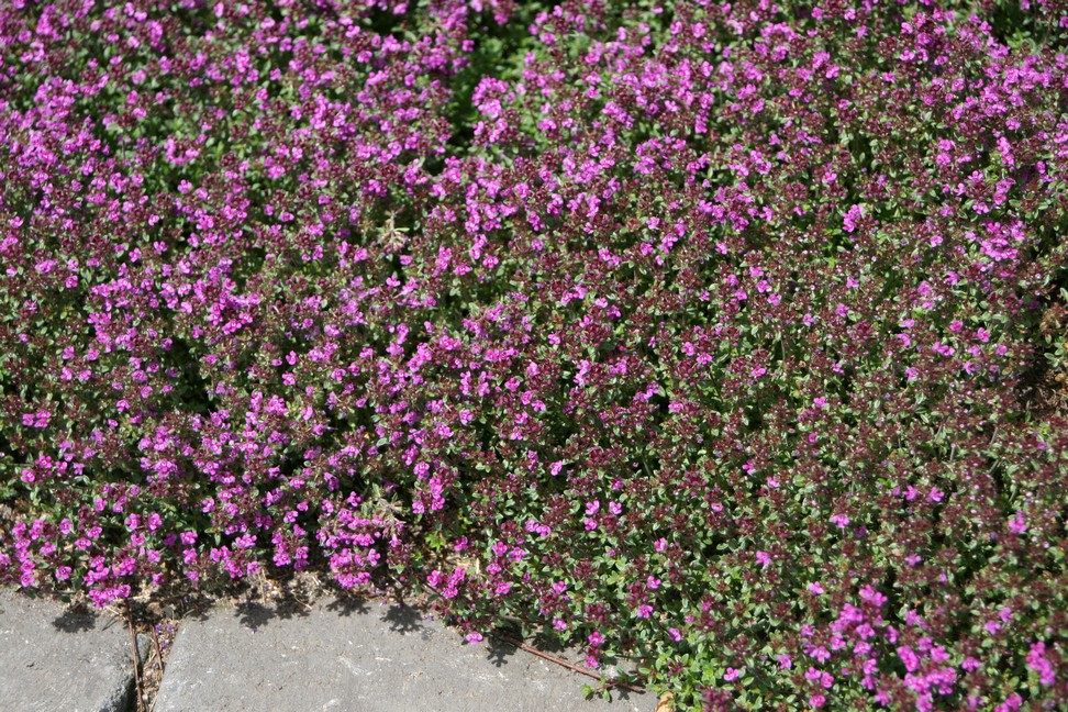 Timian Smalbladet / Krybende (Thymus praecox 'Coccineus') - Image 3