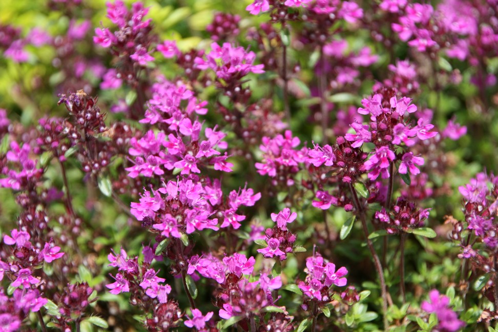 Timian Smalbladet / Krybende (Thymus praecox 'Coccineus') - Image 4