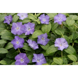 Vintergrøn (Vinca minor)