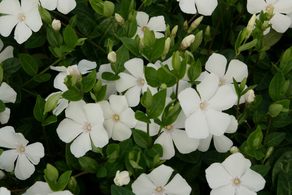 Vintergrøn, Hvid vintergrøn (Vinca minor 'Alba') - Image 5