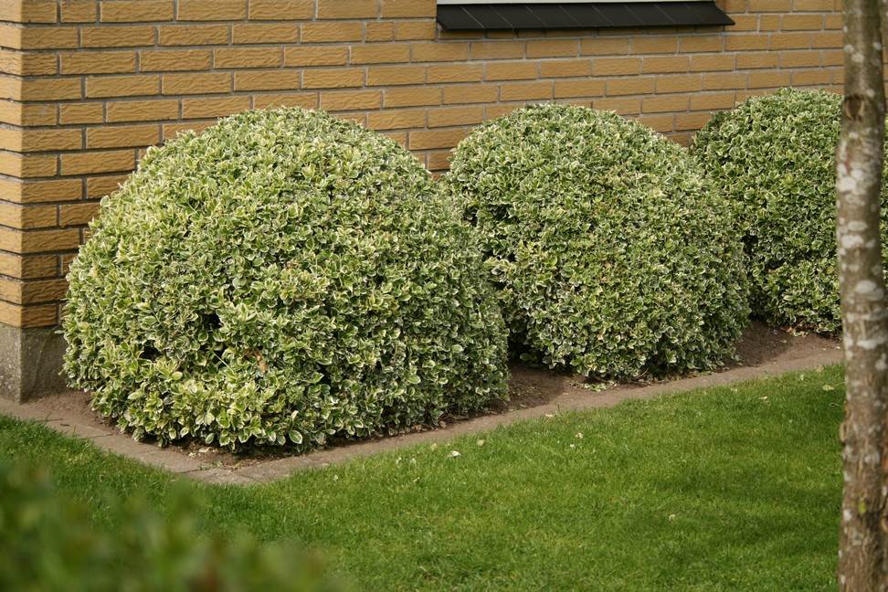 Krybende benved (Euonymus 'Emerald Gaity') - Image 5