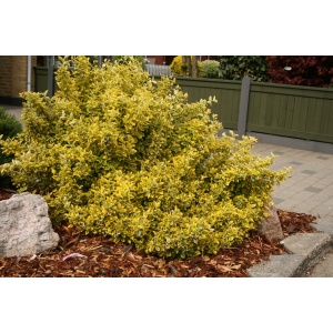 Krybende benved (Euonymus 'Emerald Gold')