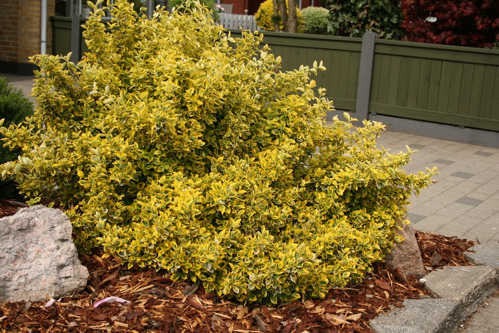 Krybende benved (Euonymus 'Emerald Gold')