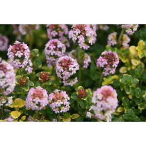 Timian, Citron-timian (Thymus citridorus 'Doone Valley')