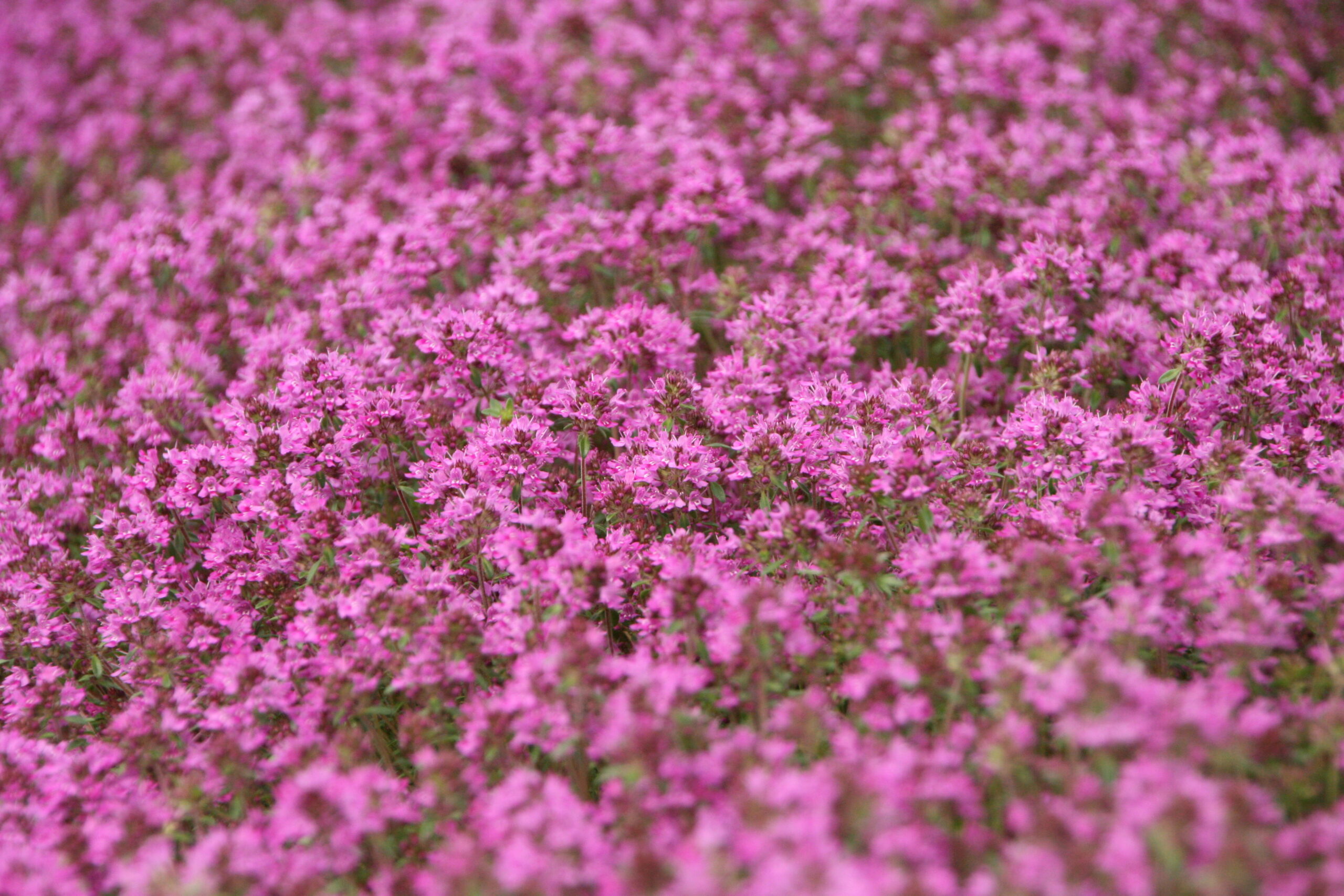 Timian Smalbladet / Krybende (Thymus praecox 'Coccineus') - Image 5