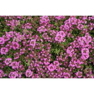 Timian Smalbladet / Krybende (Thymus praecox 'Coccineus')