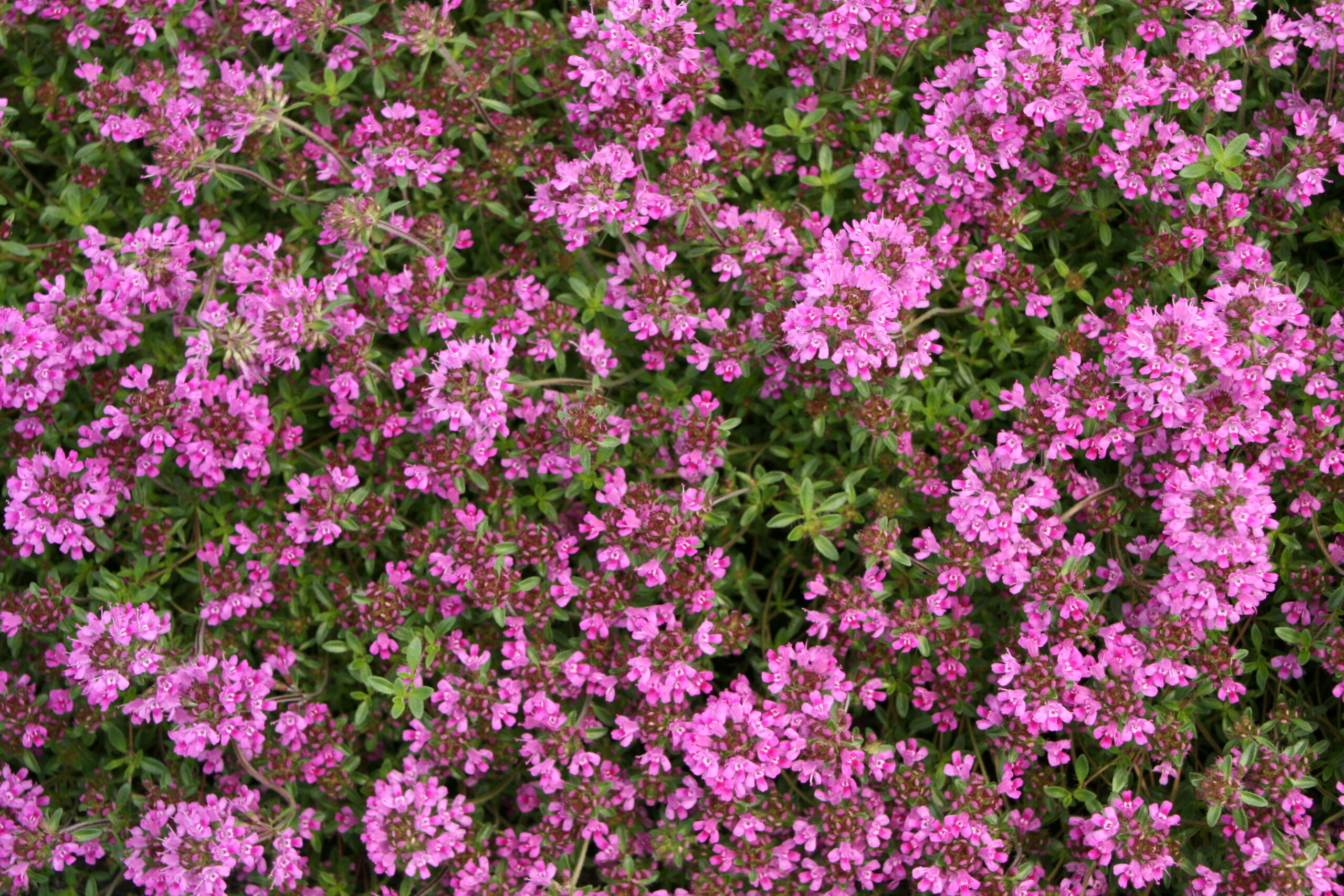 Timian Smalbladet / Krybende (Thymus praecox 'Coccineus')