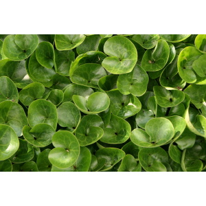 Hasselurt (Asarum europaeum)