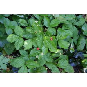 Skovjordbær (Fragaria 'Rügen')