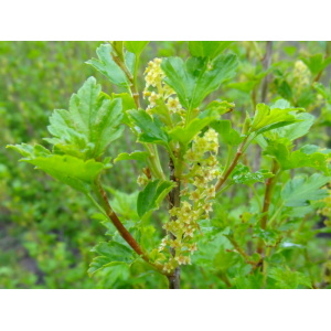 Fjeldribs (Ribes alpinum) 30-60cm (bundt m/10 styk)