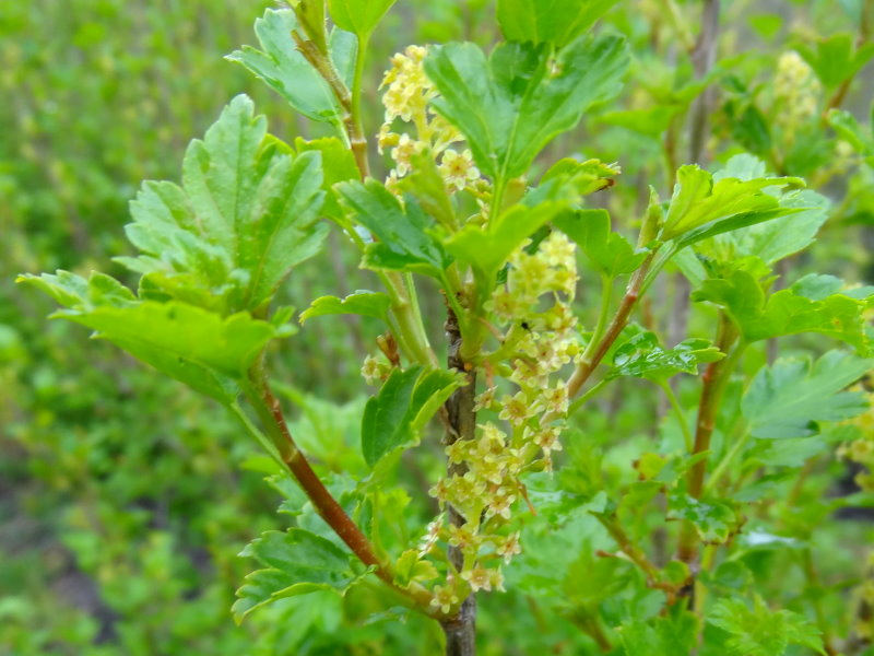 Fjeldribs (Ribes alpinum) 30-60cm (bundt m/10 styk)