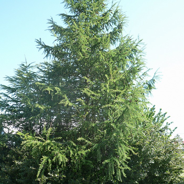 Europæisk lærk (Larix decidua) Flere størrelser (Bundt m/ 25 stk)