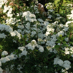 Juni-Snedrivebusk (Spiraea 'Snowmound') 30-50 cm (Bundt m/ 25 stk)