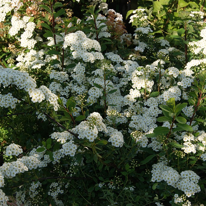 Juni-Snedrivebusk (Spiraea 'Snowmound') 50-80 cm (Bundt m/ 10 stk)