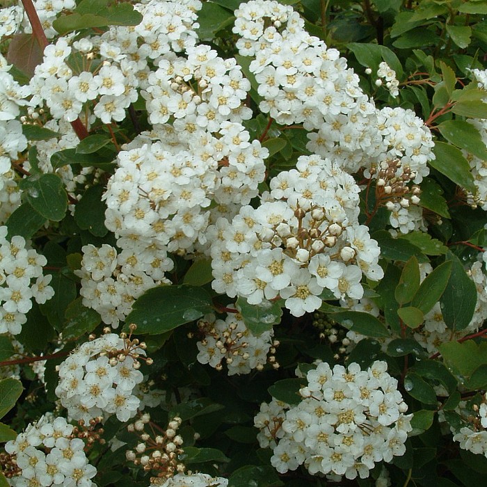 Buketspiræa (Spiraea vanhouttei) 30-50 cm (Bundt m/ 25 stk)