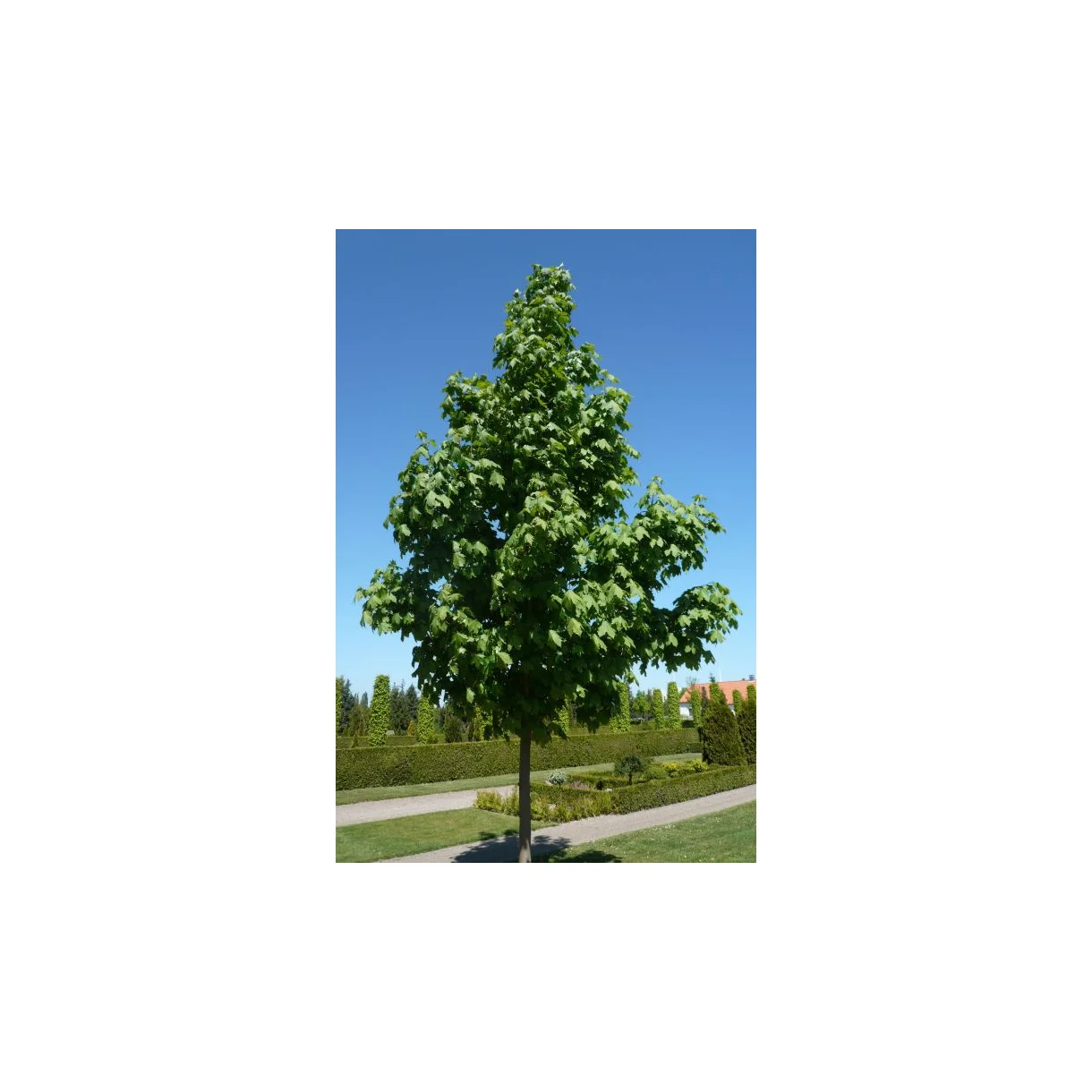 Ahorn (Acer pseudoplatanus) 30-50cm (Bundt m/ 25 stk) - Image 2