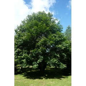 Ahorn (Acer pseudoplatanus) 30-50cm (Bundt m/ 25 stk)