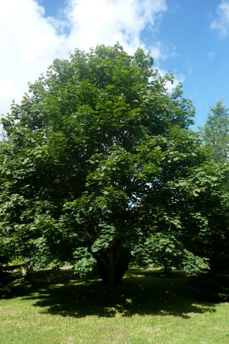 Ahorn (Acer pseudoplatanus) 30-50cm (Bundt m/ 25 stk)