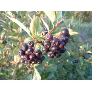 Surbær (Aronia melanocarpa) (Bundt m/ 25 stk)