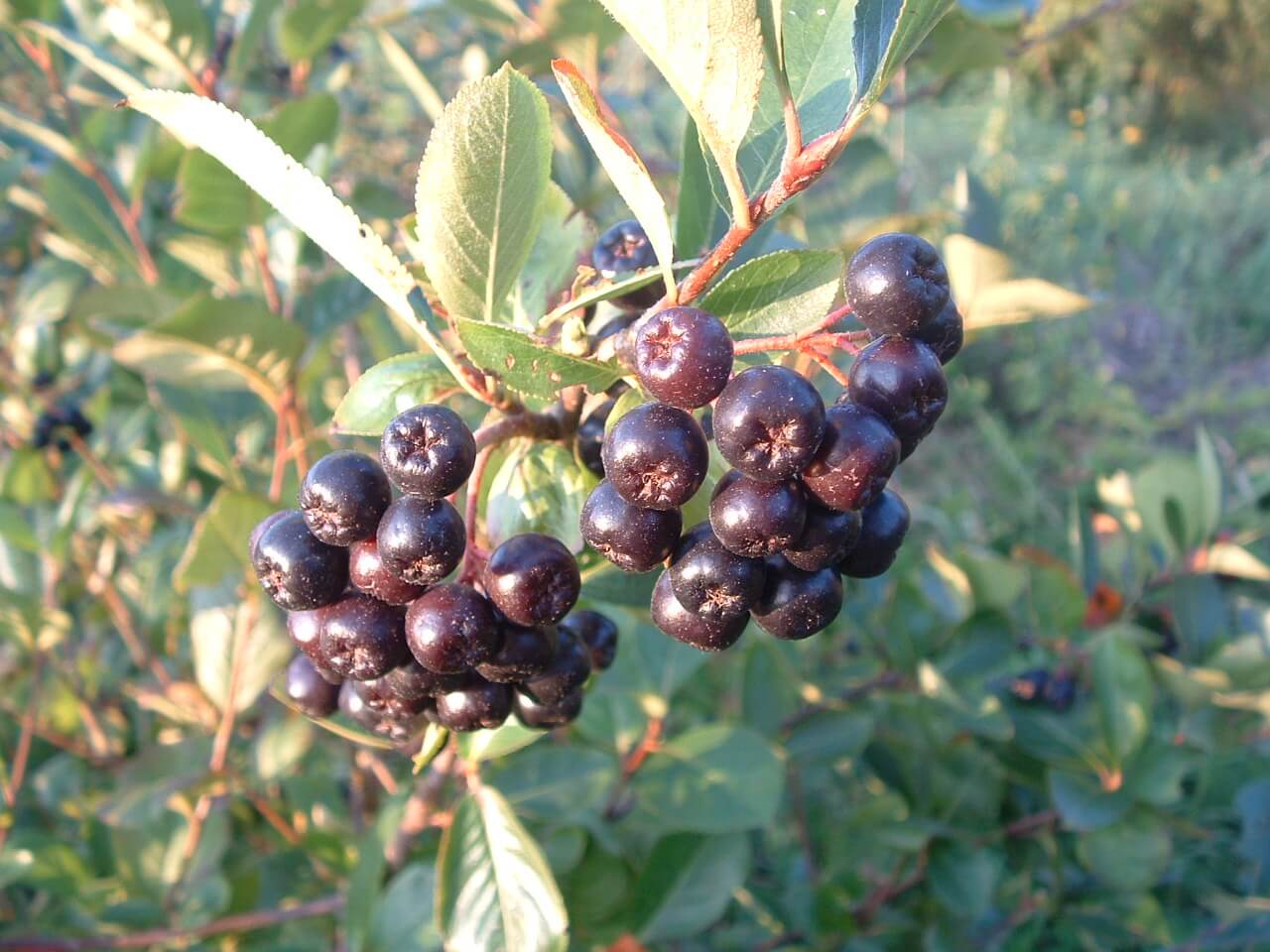 Surbær (Aronia melanocarpa) (Bundt m/ 25 stk)