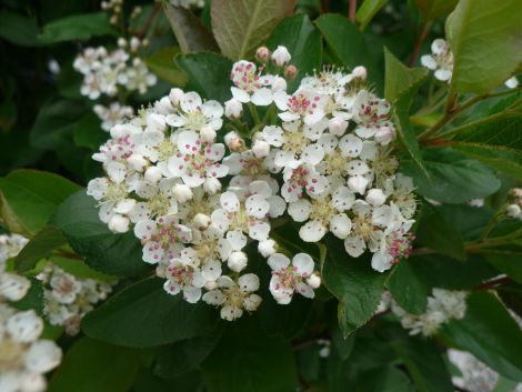 Surbær (Aronia melanocarpa) (Bundt m/ 25 stk) - Image 3