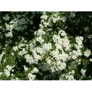 Hvidtjørn (Crataegus monogyna) 30-60 cm (Bundt m/ 25 stk)