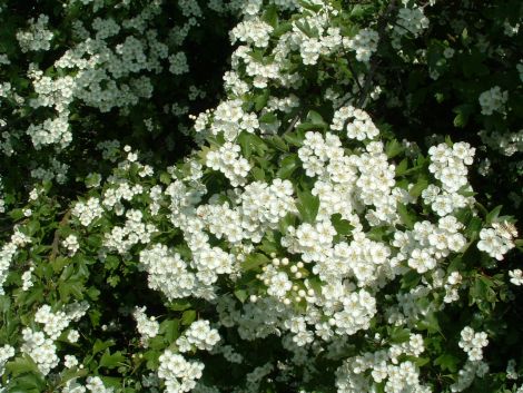 Hvidtjørn (Crataegus monogyna) 30-60 cm (Bundt m/ 25 stk)