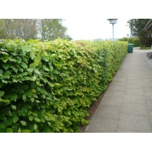 Bøg 30-50 cm (Fagus sylvatica)  (Bundt m/ 25 stk)