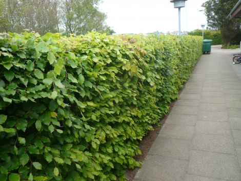 Bøg 30-50 cm (Fagus sylvatica) (Bundt m/ 25 stk)