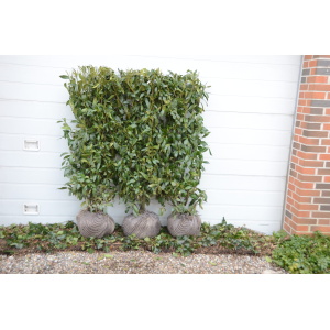 Kirsebærlaurbær 'Herbergii' (Prunus laurocerasus)