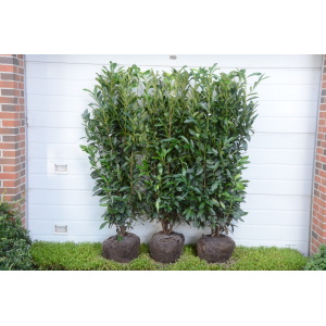 Kirsebærlaurbær ´Genolia´ / ´Mariblon` (Prunus laurocerasus)