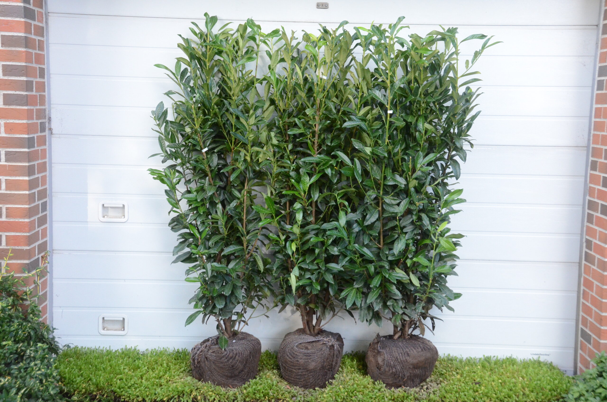 Kirsebærlaurbær ´Genolia´ / ´Mariblon` (Prunus laurocerasus)