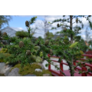 Japansk lærk (Larix kaempferi) 30-80cm (Bundt m/ 25 stk)