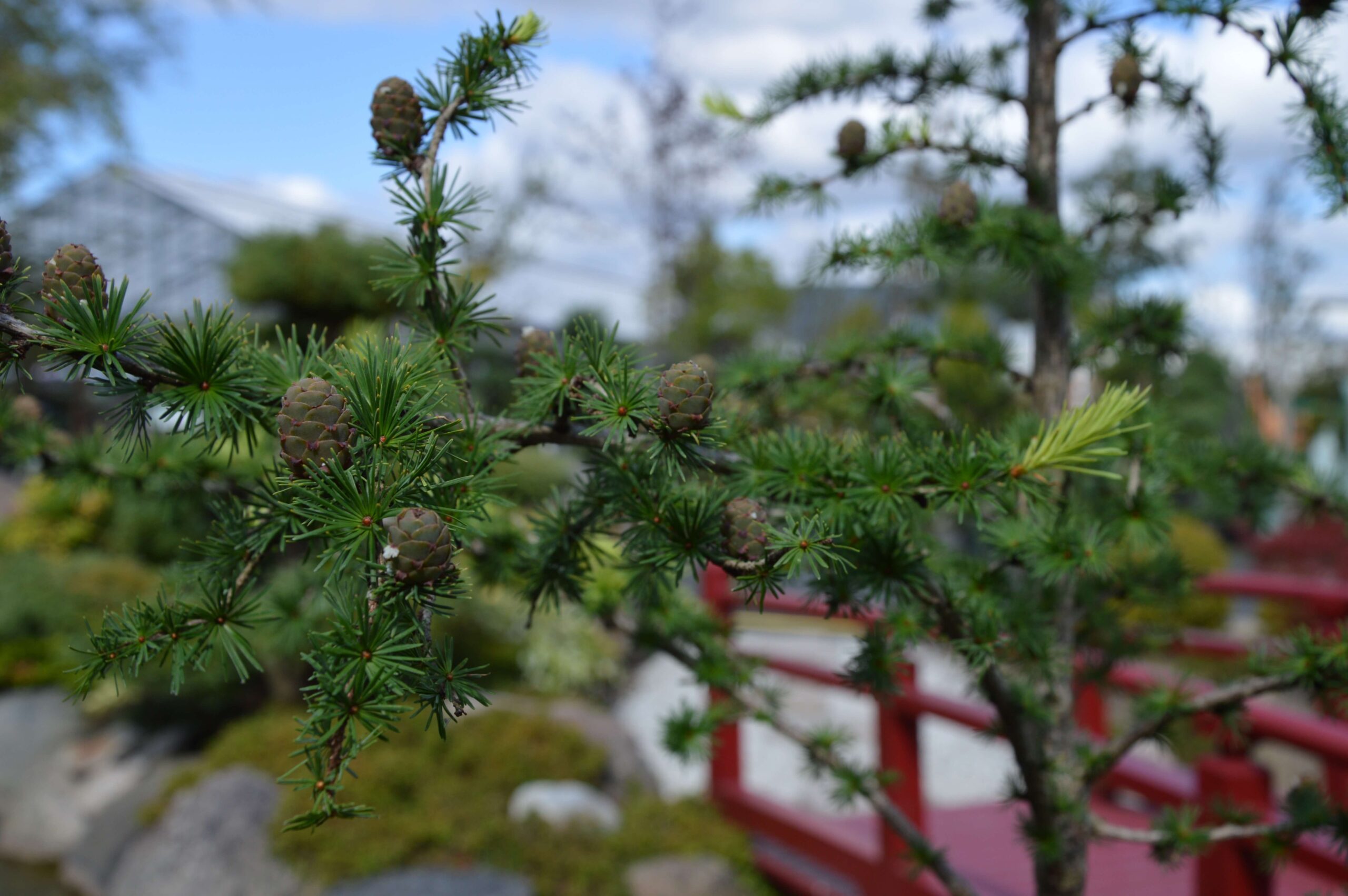 Japansk lærk (Larix kaempferi) 30-80cm (Bundt m/ 25 stk)