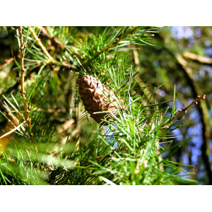 Hybridlærk (Larix eurolepis) 80-100cm (Bundt m/ 10 stk)