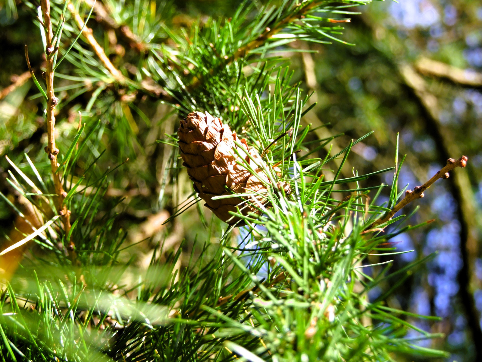 Hybridlærk (Larix eurolepis) Flere størrelser (Bundt m/ 25 stk)